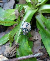 Attēlu rezultāti vaicājumam “Cytilus sericeus”