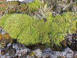 Attēlu rezultāti vaicājumam “Cetraria islandica”