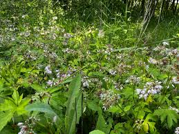 Attēlu rezultāti vaicājumam “Hydrophyllaceae”