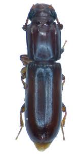 Attēlu rezultāti vaicājumam “Zopheridae”