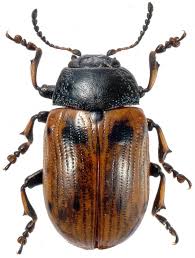 Attēlu rezultāti vaicājumam “Gonioctena”