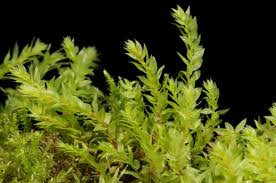 Attēlu rezultāti vaicājumam “Pohlia cruda”