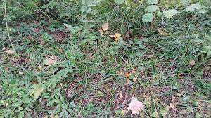 Attēlu rezultāti vaicājumam “Carex pilosa leaf”