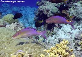 Image result for Parupeneus cyclostomus