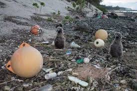 Image result for albatross dead chick