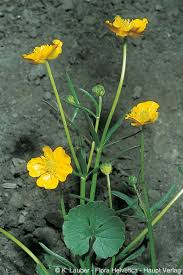 Attēlu rezultāti vaicājumam “Ranunculus auricomus leaf”