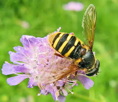 Attēlu rezultāti vaicājumam “Phalonidea permixtana”