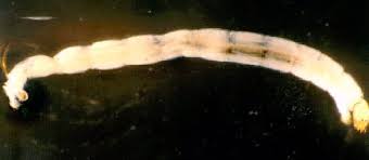 Attēlu rezultāti vaicājumam “Chironomidae”