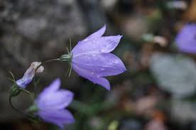 Attēlu rezultāti vaicājumam “Campanula rotundifolia”