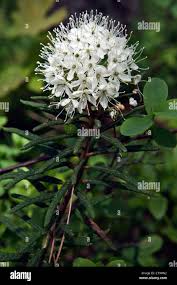 Attēlu rezultāti vaicājumam “Ledum palustre flower”