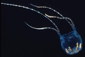 Attēlu rezultāti vaicājumam “Scyphozoa”