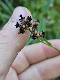 Attēlu rezultāti vaicājumam “Sphacelotheca hydropiperis”