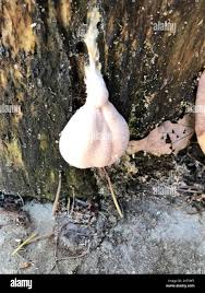 Attēlu rezultāti vaicājumam “Lycogala flavofuscum spores”