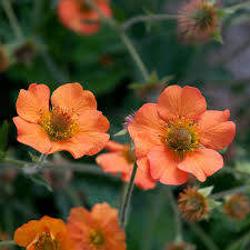 Attēlu rezultāti vaicājumam “Geum”