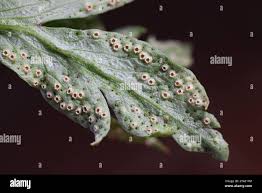 Attēlu rezultāti vaicājumam “Tranzschelia pruni-spinosae”