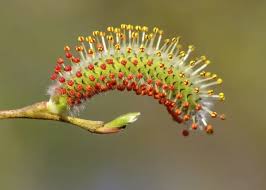Attēlu rezultāti vaicājumam “Salix purpurea male flower”
