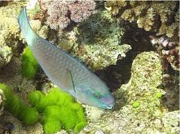 Image result for Chlorurus sordidus