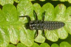 Attēlu rezultāti vaicājumam “Chilocorus renipustulatus”