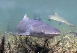 Image result for Negaprion brevirostris