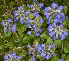 Attēlu rezultāti vaicājumam “Glechoma hederacea”