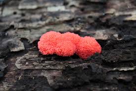 Attēlu rezultāti vaicājumam “Tubifera ferruginosa (subsp. ferruginosa) young”