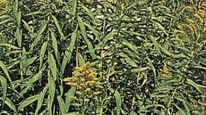 Attēlu rezultāti vaicājumam “Solidago virgaurea bud”