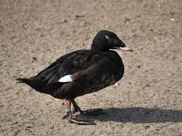 Attēlu rezultāti vaicājumam “Melanitta fusca”