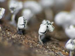 Attēlu rezultāti vaicājumam “Physarum compressum”