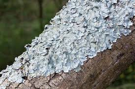 Attēlu rezultāti vaicājumam “Parmelina tiliacea”