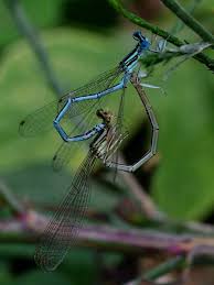Attēlu rezultāti vaicājumam “Platycnemis pennipes male”