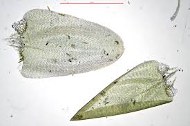 Attēlu rezultāti vaicājumam “Calliergonella cuspidata”