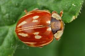 Attēlu rezultāti vaicājumam “Myzia oblongoguttata”