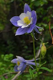 Image result for Aquilegia caerulea