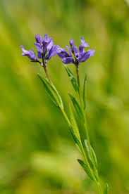 Attēlu rezultāti vaicājumam “Polygala vulgaris”