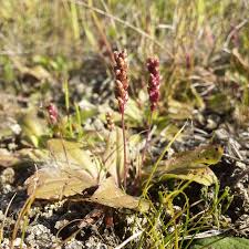 Attēlu rezultāti vaicājumam “Plantago major subsp. intermedia leaf”