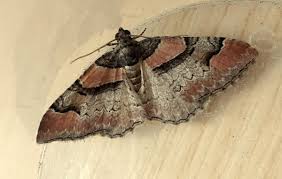 Attēlu rezultāti vaicājumam “Pareulype berberata”