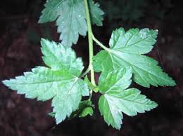 Attēlu rezultāti vaicājumam “Ribes alpinum”