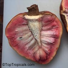 Attēlu rezultāti vaicājumam “Cynosurus cristatus fruit”