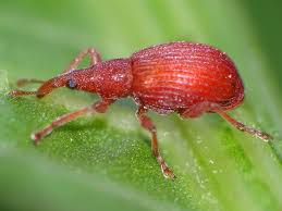 Attēlu rezultāti vaicājumam “Apionidae”