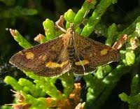 Attēlu rezultāti vaicājumam “Pyrausta aurata”