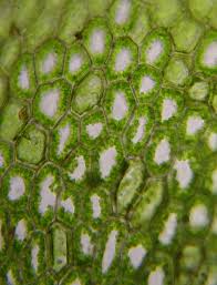 Attēlu rezultāti vaicājumam “Calypogeia sphagnicola”