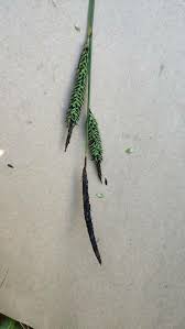 Attēlu rezultāti vaicājumam “Carex elata”