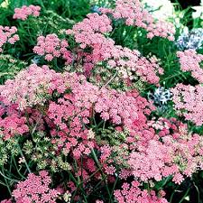 Image result for Pimpinella major