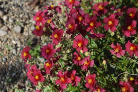 Attēlu rezultāti vaicājumam “Helianthemum x hybridum flower”