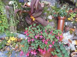 Image result for Ildblomkarse