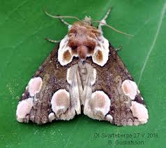 Attēlu rezultāti vaicājumam “Thyatira batis imago”