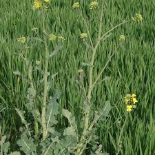 Attēlu rezultāti vaicājumam “Brassica napus fruit”