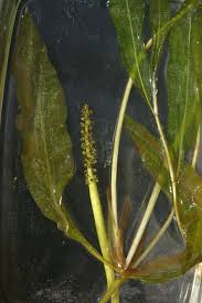 Attēlu rezultāti vaicājumam “Potamogeton lucens leaf”