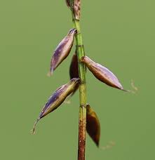 Attēlu rezultāti vaicājumam “Carex pulicaris”