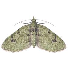 Attēlu rezultāti vaicājumam “Chloroclystis v-ata”